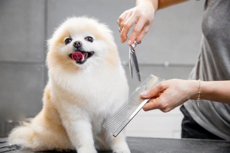 Professional pet groomer washing a happy dog